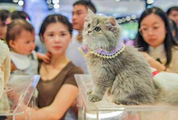 Entertainment Themen der Woche KW32 Nanning Pet Expo Tourists visit the Nanning Pet Expo at the Nanning International Convention and Exhibition Center in Nanning, Guangxi, China on August 9, 2025. Nanning Guangxi China  Copyright: xCFOTOx i1754758966369