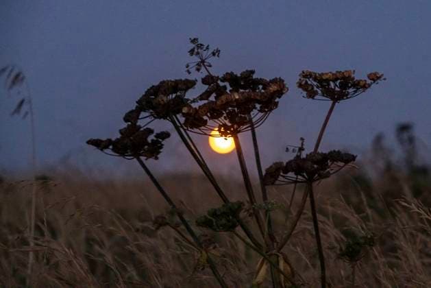 News Themen der Woche KW32 Sturgeon Full Moon Rises Over Normandy The full Sturgeon moon rising over the historical WWII D-Day town Arromanches with the remains of the Mulberry B harbour, the artificial port. Arromancehs-les-Bains, France on August 9, 2025 Arromancehs France  Copyright: xNicolasxEconomoux originalFilename: economou-notitle250809_npwVm.jpg