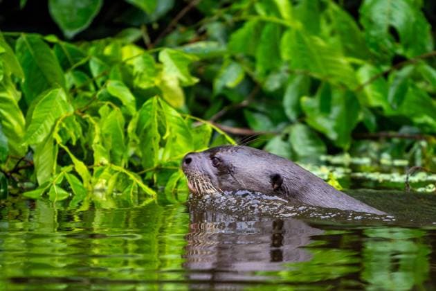 A Giant Otter swimming in Anangu Creek in Yasuni National Park in Amazonian Ecuador. Yasuni National Park Napo Wildlife Center Orellana Province Ecuador Copyright: xJonxG.xFullerx xVWPicsx 0992-JGF-mammals-otter-EC