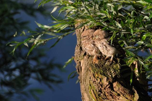 RECORD DATE NOT STATED Geschwister... Steinkäuze * Athene noctua *, Jungvögel, Ästlinge auf Entdeckungsreise im frühen Morgenlicht, sitzen zu zweit, nebeneinander auf einer alten Kopfweide, heimische Natur *** Little Owls Minervas Owls ( Athene noctua ), two owlets, young owls perched on a pollard tree in nice first morning light, wildlife, Europe. Nordrhein-Westfalen, Rheinland Deutschland, Westeuropa