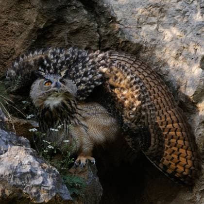 RECORD DATE NOT STATED Abwehrhaltung... Europäischer Uhu * Bubo bubo *, jung Eule stellt die Flügel zu einem Rad auf, um auf potnetielle Feinde größer und kräftiger zu wirken, typisches Verhalten, heimische Natur *** Eurasian Eagle-Owl ( Bubo bubo ), ruffling its feathers to appear larger, in threatening posture, wildlife, Europe. Nordrhein-Westfalen, Rheinland Deutschland, Westeuropa