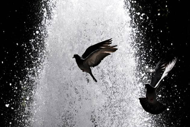 Hot weather in Ankara ANKARA, TURKIYE - AUGUST 12: Pigeons, struggling with sweltering heat in Turkish capital Ankara, sought relief by cooling off in the pond at Kugulu Park on August 12, 2025. Dilara Irem Sancar Anadolu Ankara Turkey. Editorial use only. Please get in touch for any other usage.  Copyright: x2025xAnadoluxDilaraxIremxSancarx