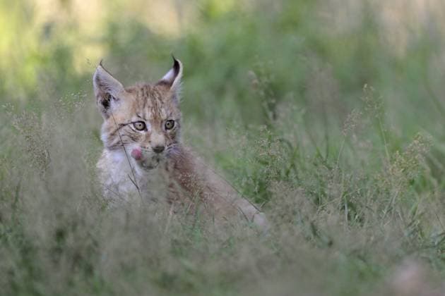 RECORD DATE NOT STATED Zunge schleckend... Eurasischer Luchs ( Lynx lynx ), junger Luchs sitzt im hohen Gras, schleckt mit der Zunge, Serie Tierkinder, lustige Tieraufnahmen, süße Wildkatzen, heimische Natur, captive *** Young cub of Eurasian Lynx ( Lynx lynx ) licks deceitful its tongue, looks funny, cute animal childs, captive, Europe. Nordrhein-Westfalen Deutschland, Westeuropa