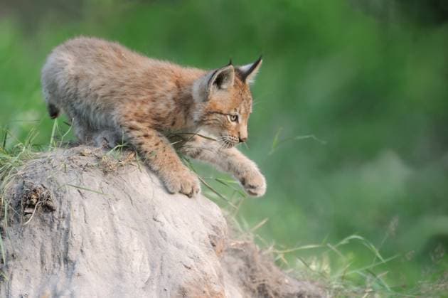 Creative Highlights World RECORD DATE NOT STATED verspielt... Eurasischer Luchs ( Lynx lynx ), junger Luchs trainiert, übt auf einem kleinen Erdhügel seine Stärke und Geschicklichkeit, Serie Tierkinder, lustige Tierbilder, heimische Natur, captive *** Young Eurasian Lynx Eurasischer Luchs (Lynx lynx) plays on a sandhill, showing its paw, Europe. Nordrhein-Westfalen Deutschland, Westeuropa
