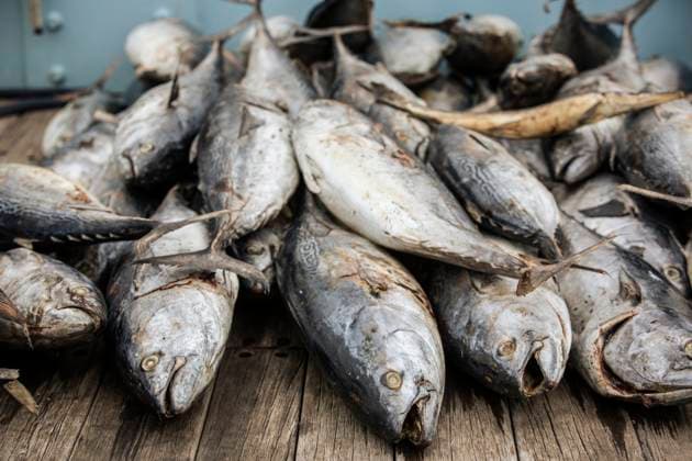 A stack of dead fish on deck used for white shark bait Beaufort, North Carolina, United States CR_XKTU250812A-1803107-01