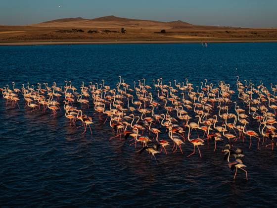 Flamingos of Gelingullu Dam in Yozgat, Turkiye YOZGAT, TURKIYE - AUGUST 13: Flamingos are seen in Gelingullu Dam, which hosts many bird species as a ground for feeding, resting, and breeding for migratory birds in Yozgat, Turkiye on August 13, 2025. Abdullah Guclu Anadolu Yozgat Turkey. Editorial use only. Please get in touch for any other usage.  Copyright: x2025xAnadoluxAbdullahxGuclux