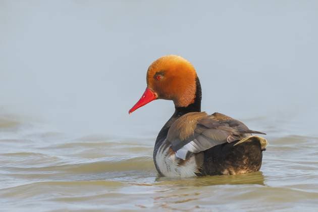 Creative Highlights World Kolbenente (Netta rufina), Männchen, schwimmt im Wasser, Wildlife, Tiere, Ente, Ziggsee, Nationalpark Neusiedler See, Seewinkel, Burgenland, Österreich Red-crested pochard (Netta rufina), male, swimming in water, wildlife, animals, duck, Ziggsee, Lake Neusiedl National Park, Seewinkel, Burgenland, Austria Copyright: imageBROKER FriedhelmxAdam ibxada14627902.jpg