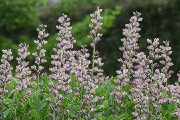 Färberhülse (Baptisia Decadence Pink Truffles), Nordrhein-Westfalen, Deutschland Baptisia Decadence Pink Truffles, North Rhine-Westphalia, Germany Copyright: imageBROKER AnnaReinert ibxann14491415.jpg