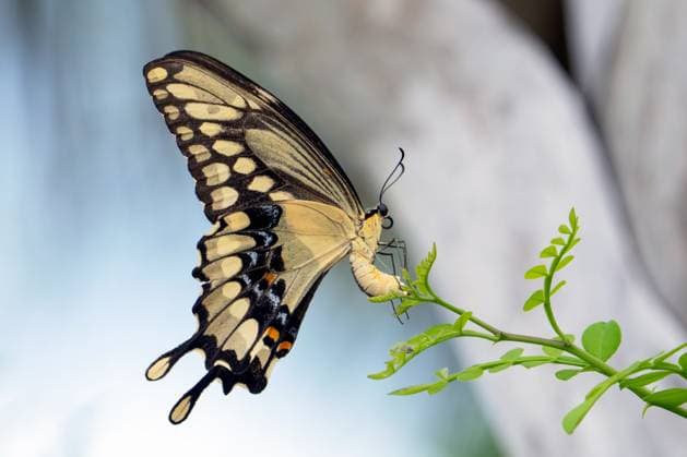 North America Largest Butterfly Giant Swallowtail An Eastern Giant Swallowtail, the largest butterfly in North America, is seen in Sarasota, Florida. An adult s wingspan typically ranges from about 4 to 6 inches Sarasota Florida United States  Copyright: xRonenxTivonyx originalFilename: tivony-northame250817_npzQt.jpg