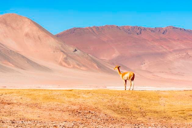 Creative Highlights World Vicuna on the Andean plateau, Puna region Humahuaca, Jujuy Province, Argentina CR_ROMO250816B-1804133-01