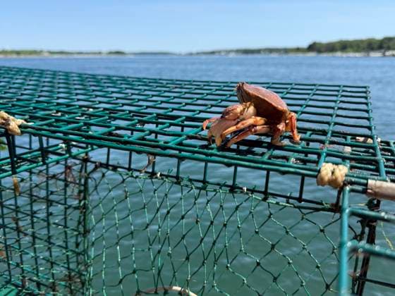 Crab on Green Lobster Trap by the Water Bar Harbor, Maine, United States R_GCNK250817-1805904-01