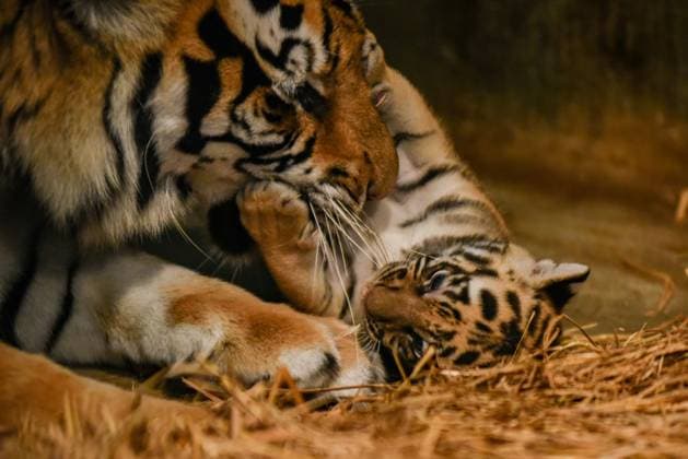 August 18, 2025, Bandung, West Java, Indonesia: A mother Bengal Tiger (Panthera Tigris Tigris) cares after her newborn cub at Bandung Zoo, Bandung, West Java. Bandung Zoo has a new collection of two Bengal Tigers (Phantera Tigris Tigris) born on July 12, 2025 from a couple named Jelita (female) 4.5 years old and Sarukh Khan (male) 22 years old, with this birth now adding to the collection of Bandung Zoo has five Bengal Tigers or other names Panthera Tigris Tigris. Bandung Indonesia - ZUMAr272 20250818_zip_r272_006 Copyright: xDimasxRachmatsyahx