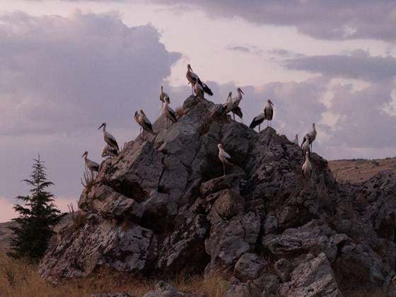 Creative Highlights World Storks stopped in Afyonkarahisar before their autumn migration AFYONKARAHISAR, TURKIYE - AUGUST 17: Storks, who migrated from Africa and spent the spring and summer months in Turkiye before setting out again for their autumn migration, are seen resting on the rocks in Afyonkarahisar, Turkiye on August 17, 2025. Hundreds of storks, who started their journey towards Africa, rested on tree branches, rocks and lampposts. Lokman Vural Elibol Anadolu Afyonkarahisar Turkey. Editorial use only. Please get in touch for any other usage.  Copyright: x2025xAnadoluxLokmanxVuralxElibolx