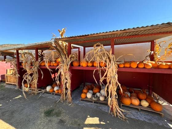 RECORD DATE NOT STATED Seasonal adventures pumpkin patch festival. Food stand and rides for families, San Diego Seasonal adventures pumpkin patch festival. Food stand and rides for families, San Diego, California, USA. October 12th, 2024, 63341690.jpg
