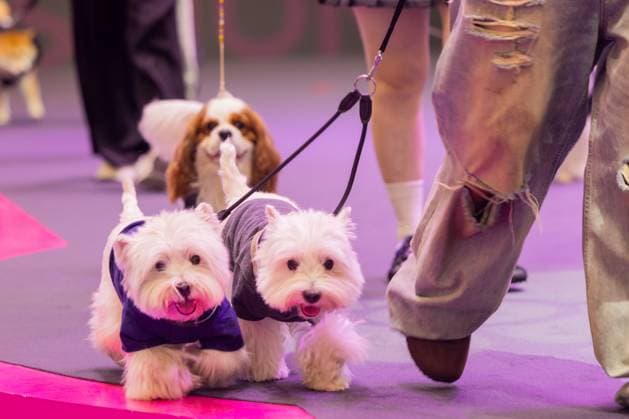 SHANGHAI, CHINA - AUGUST 20: Pet dogs accompanied by their owners walk the runway during the Pet Fashion Week on August 20, 2025 in Shanghai, China.  Copyright: xVCGx 111585980132