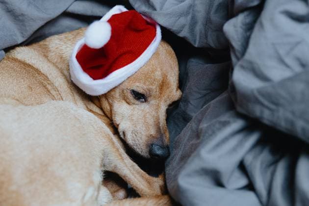 Portrait of a resting dog in a Santa Claus hat on a bed. Portrait of one beautiful miniature pinscher dog wearing santa claus hat lying sadly on bed with gray bedding in room during daytime, top side view very close up. Winter holidays time concept., 63847018.jpg RECORD DATE NOT STATED