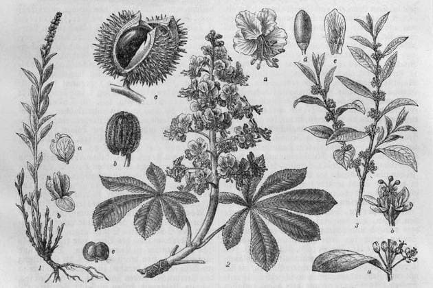 Planzen mit der medizinischen Substanz Aesculin, Äsculin, Rosskastanie (Aesculus hippocastanum), Kokapflanze (Erythroxylon coca), Sengawurzel (Polygala senega), Lithografie, Brockhaus Lexikon von 1908, Deutschland Plants with the medicinal substance aesculin, aesculin, horse chestnut (Aesculus hippocastanum), coca plant (Erythroxylon coca), senga root (Polygala senega), lithograph, Brockhaus Lexicon from 1908, Germany Copyright: imageBROKER KarlxF.xSchöfmann iblkas14682139.jpg