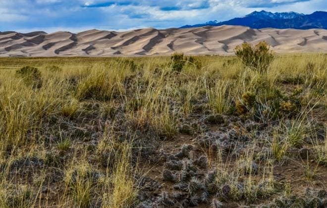 Creative Highlights World Cactus, Plains prickly pear Opuntia polyacantha, nature USA. Great Sand Dunes NP, Colorado, US Cactus, Plains prickly pear Opuntia polyacantha, nature USA. Great Sand Dunes NP, Colorado, USA, 62030192.jpg RECORD DATE NOT STATED