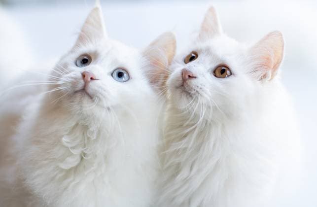 Angora cat: World Cat Day in Turkiye ANKARA, TURKIYE - FEBRUARY 03: Turkish Angora cats, also known as the Ankara cat, are seen at Conservation Center as they under the threat of extinction on the World Cat Day in Pursaklar district of Ankara, Turkiye on February 03, 2024. Since 1992, World Cat Day has been celebrated every year in many countries around the world in order to raise awareness about the problems of cats. Ankara cat, which is one of the important values of Turkiye with its long and shiny fur and distinctive eyes, is among the species that make a name for itself on World Cat Day. The Angora cats, is kept under protection at the Center and is adopted after paired with a new owner. Ankara Turkey. Editorial use only. Please get in  Copyright: x2025xAnadoluxDidemxMentex