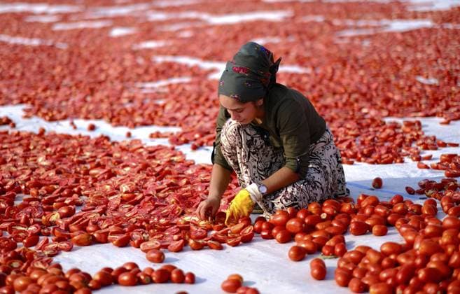 Sun-Dried Tomato Harvest in Diyarbakir’s Karacadag DIYARBAKIR, TURKIYE - AUGUST 22: A worker cuts harvested tomatoes in half before laying them on white sheets to dry under scorching temperatures in the Karacadag region of Diyarbakir, Turkiye, on August 22, 2025. The tomatoes are salted and left under the sun from early morning until sunset to ensure natural drying. Mustafa Kilic Anadolu Diyarbakir Turkey. Editorial use only. Please get in touch for any other usage.  Copyright: x2025xAnadoluxMustafaxKilicx