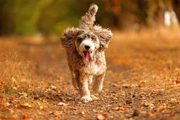 With autumn approaching some leaves have turned brown and fallen to the ground as Cookie the cockapoo dog goes for a run in Peterborough, Cambridgeshire, on 22nd August, 2025. 