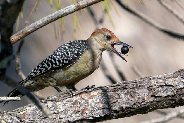 Creative Highlights World Birds Woodpecker Eats A Berry A woodpecker tries to eat a berry in Jupiter, Florida. Woodpeckers are known for pecking up to 20 times per second and have specially adapted skulls to protect their brains from impact while foraging and drumming on trees. Jupiter Florida United States  Copyright: xRonenxTivonyx originalFilename: tivony-birdswoo250822_nplvY.jpg