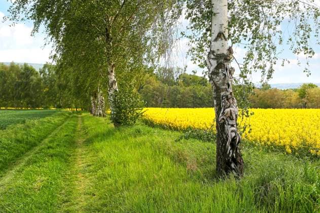 Aus dem Nature Art Mensch & Natur - Farbige Symbiosen Kalender 2026: Rapsbirken Bodypainting und Photoshooting mit Model Anastasia auf einem Feldweg am Rapsfeld bei Behrensen. Bodyart-Künstler: Jörg Düsterwald