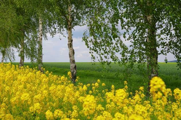 Aus dem Nature Art Mensch & Natur - Farbige Symbiosen Kalender 2026: Rapsbirken Bodypainting und Photoshooting mit Model Anastasia auf einem Feldweg am Rapsfeld bei Behrensen. Bodyart-Künstler: Jörg Düsterwald