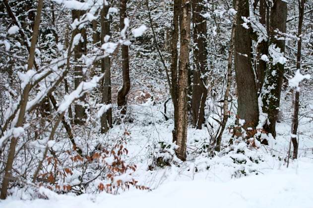 Aus dem Nature Art Mensch & Natur - Farbige Symbiosen Kalender 2026: Schneewald Bodypainting und Photoshooting mit Model Darky im Solling bei Holzminden. Bodyart-Künstler: Jörg Düsterwald