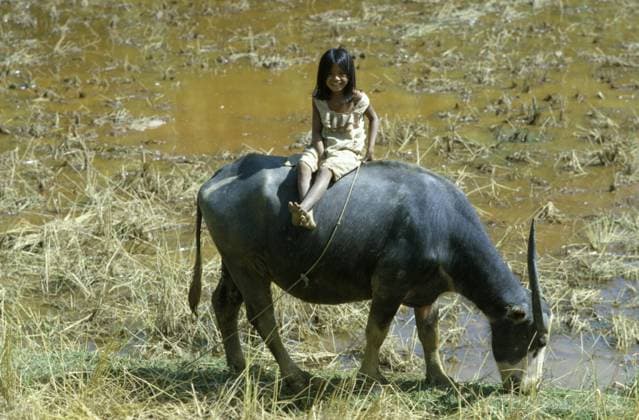 Torajamädchen auf einem Wasserbüffel, Torajaland, Sulawesi, Indonesien Toraja girl on a water buffalo, Torajaland, Sulawesi, Indonesia Copyright: imageBROKER PeterxFischer iblpfi14785142.jpg