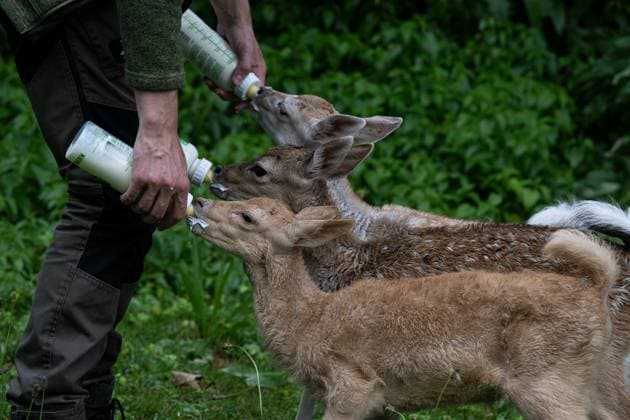 Damwild bei Handfütterung Damwild bei Handfütterung (License=RF) Copyright: xZoonar.com ChristianexWeimerx 23874341