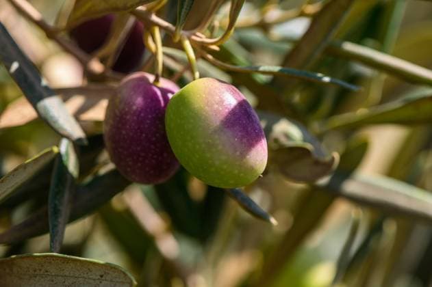 Ripening olives glisten in the warm sunlight on a peaceful Mediterranean grove in late summer In a serene Mediterranean grove, ripe olives sway gently in the sunlight, showcasing their vibrant colors of green and deep purple against lush foliage., 62611688.jpg RECORD DATE NOT STATED