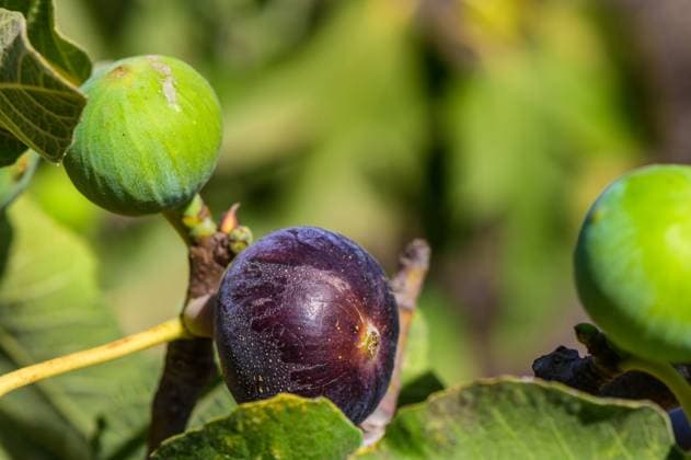 Vibrant fig tree showcasing ripe and unripe figs under warm sunlight in a lush garden setting A beautiful fig tree displays a mix of ripe black figs and unripe green fruits, surrounded by abundant green leaves, illuminated by the gentle sunlight., 62611874.jpg RECORD DATE NOT STATED