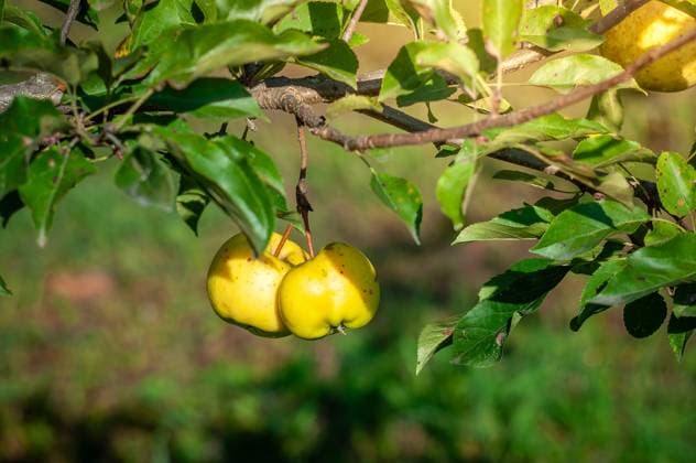 Zwei reife gelbe Äpfel hängen an einem Ast, umgeben von grünen Blättern, die vom Sonnenlicht angestrahlt werden. Close-up of two ripe yellow apples hanging from a branch, surrounded by lush green leaves in natural sunlight. (License=RF) Copyright: xZoonar.com AndriixAbryutinx 23888493