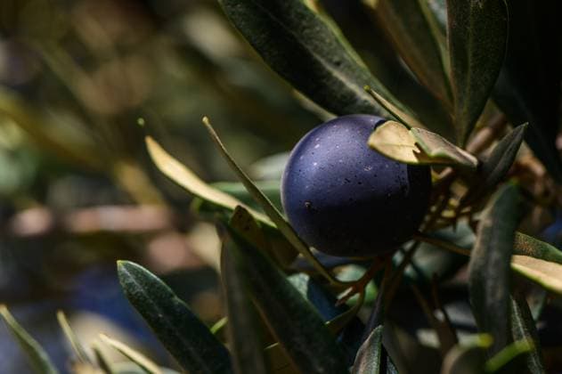 Ripening olive glistens under warm sun rays amidst vibrant green foliage in a serene Mediterranean grove A lone olive hangs delicately from its branch, reflecting sunlight and surrounded by lush green leaves. The warm atmosphere hints at a Mediterranean landscape., 62614044.jpg RECORD DATE NOT STATED