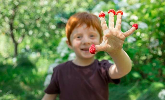 Red-haired child laughing with raspberries on fingers in garden model released, Symbolfoto, MBLF01006