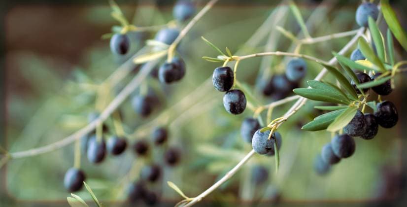 Branch with juicy olives in the garden. Olive branch in a farm garden closeup view with soft background, harvesting olives., 63750524.jpg RECORD DATE NOT STATED