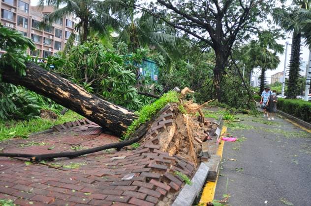 SANYA, CHINA - AUGUST 25: Uprooted tree lies on the street as Typhoon Kajiki brings strong winds and heavy rain on August 25, 2025 in Sanya, Hainan Province of China. Strong winds and heavy rain whipped South China s Hainan province and parts of Guangdong province on August 24, as Typhoon Kajiki passed over open waters to the south of Hainan and headed toward Vietnam s central coast.  Copyright: xVCGx 111586810862