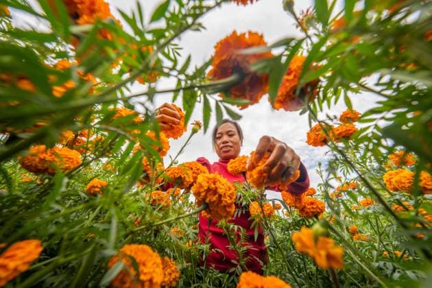 Marigold Planting Base in Bijie A villager is harvesting marigolds in Gaopu Village, Bijie City, Guizhou Province, China on August 24, 2025. Bijie Guizhou China  Copyright: xCFOTOx i1756123188404