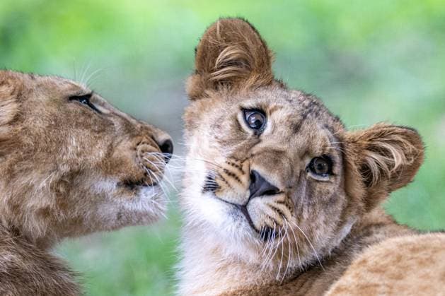Young Barbary lions in the lion safari enclosure in Safari Park Dvur Kralove nad Labem, Trutnov region, Czech Republic, August 25, 2025. (CTKxPhoto DavidxTanecek) CTKPhotoP2025082502877  CTKPhotoP2025082502877