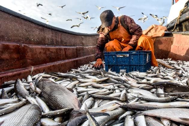 RUSSIA, KRASNOYARSK REGION - AUGUST 26, 2025: Fishing for sardine cisco in the lower Yenisei River near Taimyr in late summer. Denis Kozhevnikov TASS  83418457