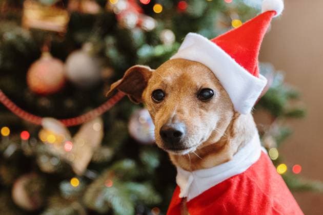 Portrait of a dog in a Santa Claus costume. Portrait of one beautiful miniature pinscher dog in santa claus costume sitting on bed and looking cute at camera against blurred background of decorated Christmas tree in daytime in room,side view close-up.Concept holiday backgrounds,winter holidays time., 63754768.jpg RECORD DATE NOT STATED