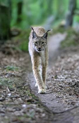 Eurasischer Luchs (Lynx lynx), adult, pirschend, wachsam, im Wald, Hessen, Deutschland, Europa, captive Eurasian lynx (Lynx lynx), adult, stalking, alert, in forest, Hesse, Germany, Europe, captive Copyright: imageBROKER Jürgenx&xChristinexS ibxsox14814474.jpg