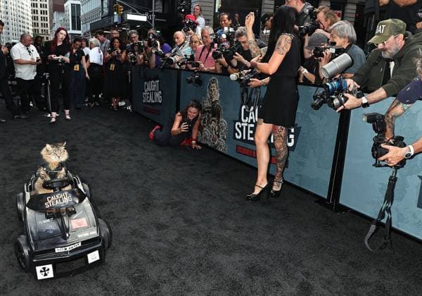 Red carpet for the New York premiere of Caught Stealing at the Regal Union Square Featuring: Tonic The Cat Where: New York, New York, United States When: 26 Aug 2025 Credit: Dave Allocca Starpix INSTARimages EDITORIAL USE ONLY. NOT FOR USE BY NEWSPAPERS BASED IN THE UK. Copyright: xx instar55014942