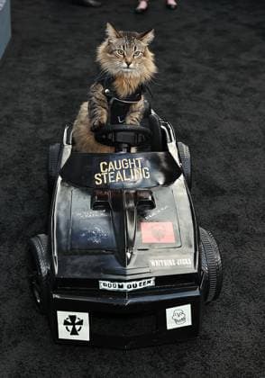 Red carpet for the New York premiere of Caught Stealing at the Regal Union Square Featuring: Tonic The Cat Where: New York, New York, United States When: 26 Aug 2025 Credit: Dave Allocca Starpix INSTARimages EDITORIAL USE ONLY. NOT FOR USE BY NEWSPAPERS BASED IN THE UK. Copyright: xx instar55014943