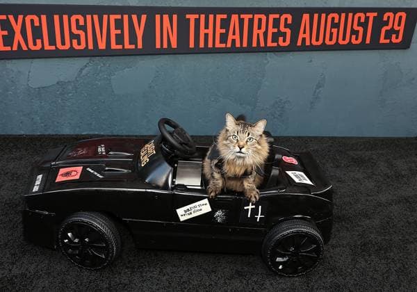 Red carpet for the New York premiere of Caught Stealing at the Regal Union Square Featuring: Tonic The Cat Where: New York, New York, United States When: 26 Aug 2025 Credit: Dave Allocca Starpix INSTARimages EDITORIAL USE ONLY. NOT FOR USE BY NEWSPAPERS BASED IN THE UK. Copyright: xx instar55014945
