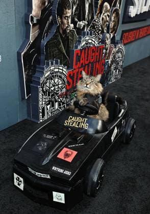 Red carpet for the New York premiere of Caught Stealing at the Regal Union Square Featuring: Tonic The Cat Where: New York, New York, United States When: 26 Aug 2025 Credit: Dave Allocca Starpix INSTARimages EDITORIAL USE ONLY. NOT FOR USE BY NEWSPAPERS BASED IN THE UK. Copyright: xx instar55014947