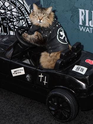 New York Premiere Of Columbia Pictures Caught Stealing Tonic The Cat arrives at the New York Premiere Of Columbia Pictures Caught Stealing held at Regal Union Square on August 26, 2025 in Manhattan, New York City, New York, United States. Photo by Image Press Agency ABACAPRESS.COM New York City New York United States  Copyright: xImagexPressxAgency ABACAx