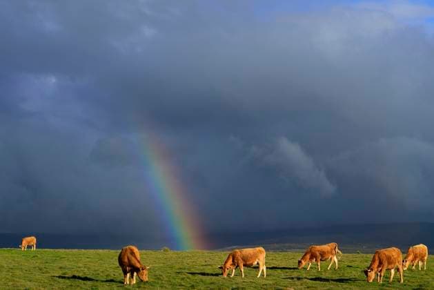 Cows grazing in front of a rainbow in the province of Avila, Spain La Lancha mountain pass Ã?vila Spain Copyright: xArturoxRosasx xVWPicsx ARM-ZC1903