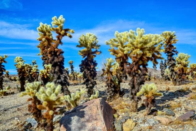 Kalendermotive: Joshua Tree National Park Teddy bear cholla (Cylindropuntia bigelovii). Cholla Cactus Garden at Joshua Tree National Park Teddy bear cholla (Cylindropuntia bigelovii). Cholla Cactus Garden at Joshua Tree National Park, California, 61299060.jpg RECORD DATE NOT STATED